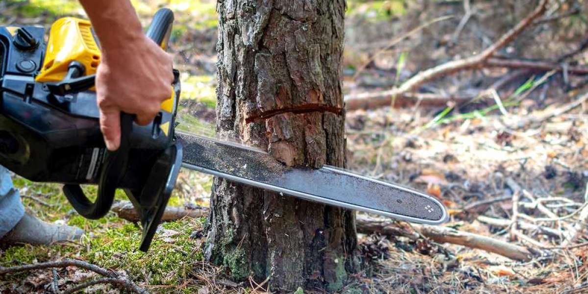 Why Hiring a Certified Arborist is Essential for Your Trees' Health