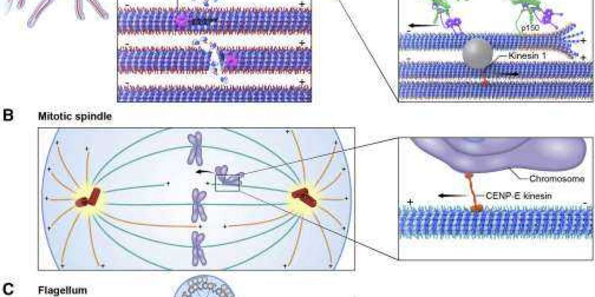 Cytoskeleton: Molecular Structure and Applications