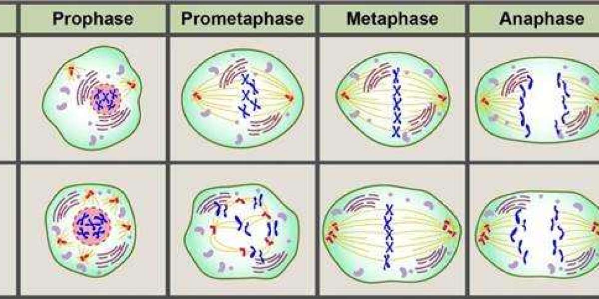 Innovative Labs Rolls Out Enhanced Centrosome Research Tools for Cancer Studies