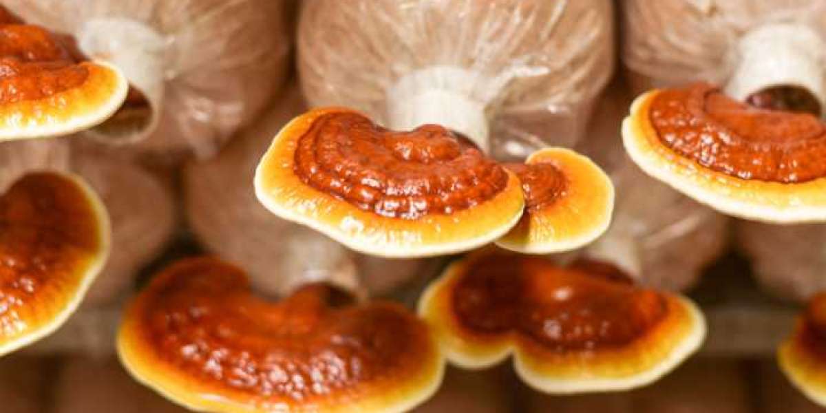 Reishi Mushroom Market Size, Share, Growth Analysis and Forecast 2024-2032