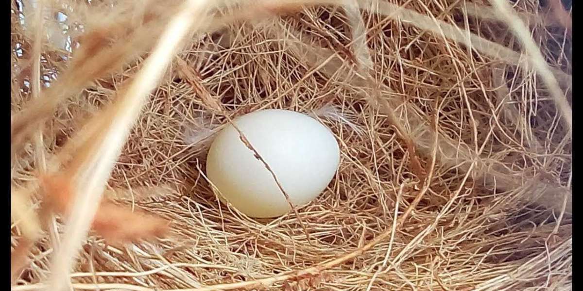 বাজরিগার পাখি কত দিন পর পর ডিম দেয়: প্রজনন, যত্ন, এবং সময়কাল