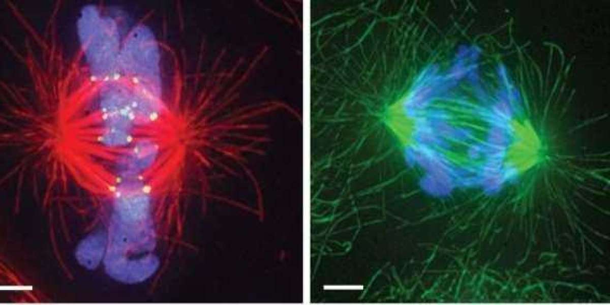 CD BioSciences Announces Cytoskeleton-Targeted Tumor Marker Development Service for Cancer Diagnosis