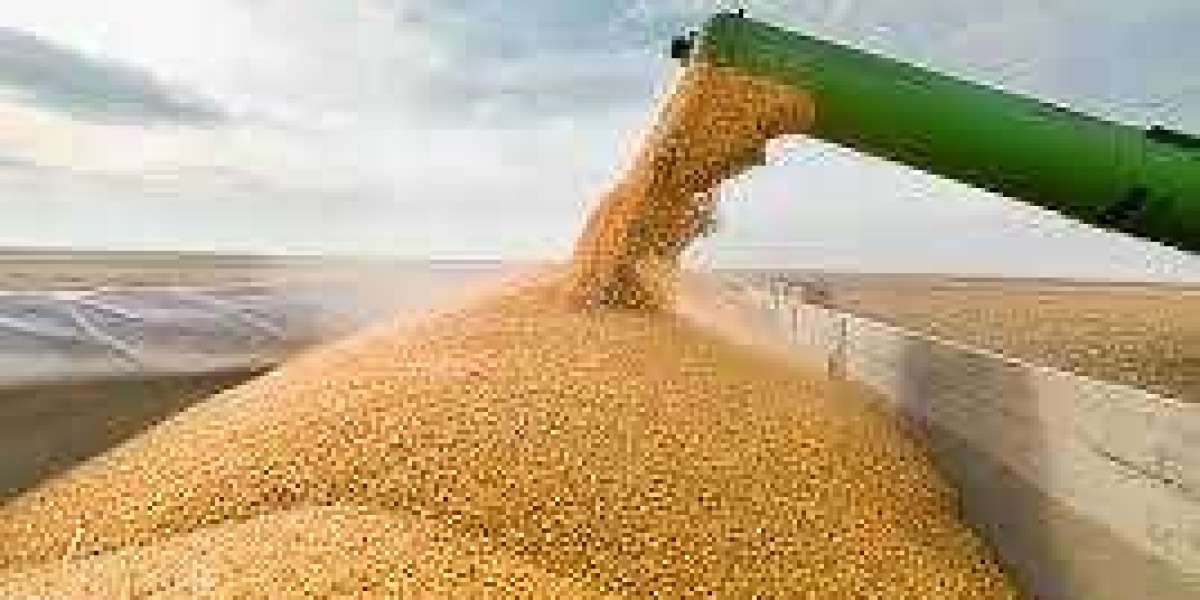 Global Grains Market Overview: Growth, Trends, and Forecast (2024-2032)