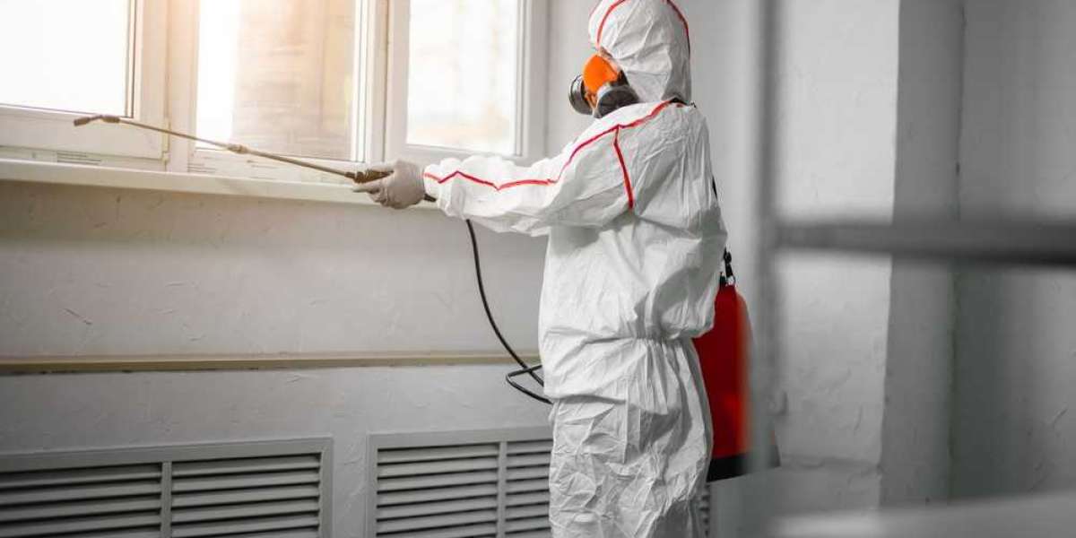 Ottawa Mold Removal: How to Avoid Scams and Unqualified Contractors