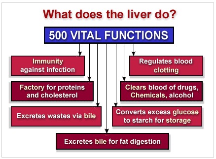 Understanding the Liver: Functions and Health Tips