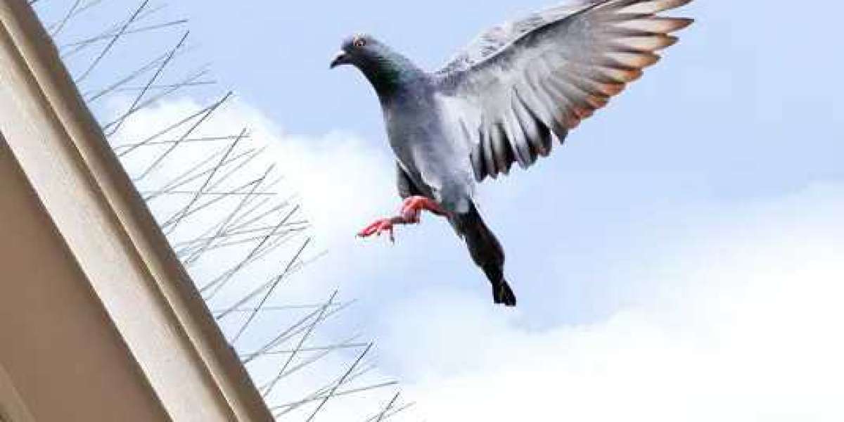 Maintenance and Cleaning of Bird Spikes