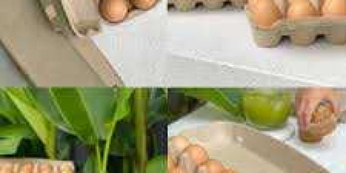 Everything You Need to Know About Egg Cartons