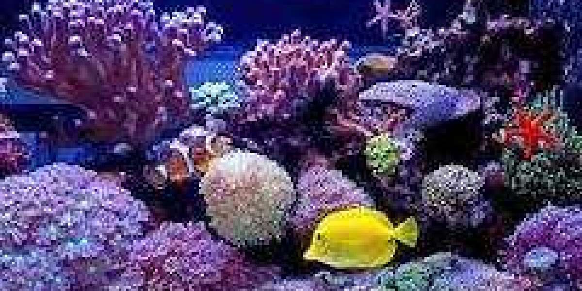 How to Create a Low-Maintenance Reef Fish Tank