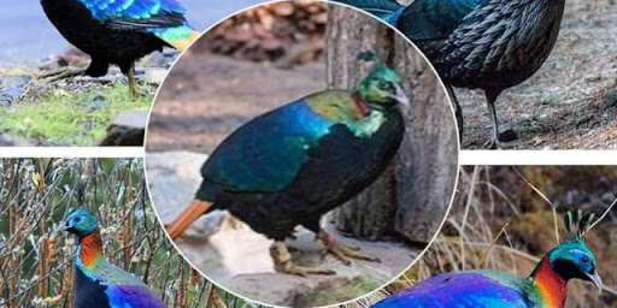 State Bird of Uttarakhand: Fascinating Facts About the Himalayan Monal