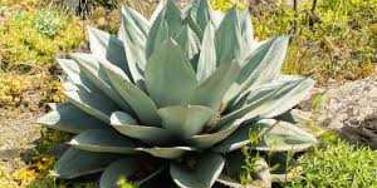 Agave Ovatifolia Care: A Complete Guide to Growing and Maintaining the Whale’s Tongue Agave