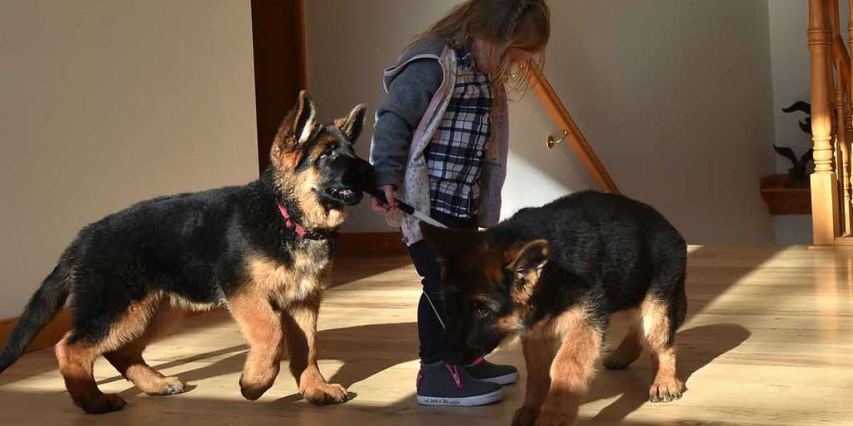 The No. Question That Everyone In German Shepherd To Give Away Should Be Able To Answer