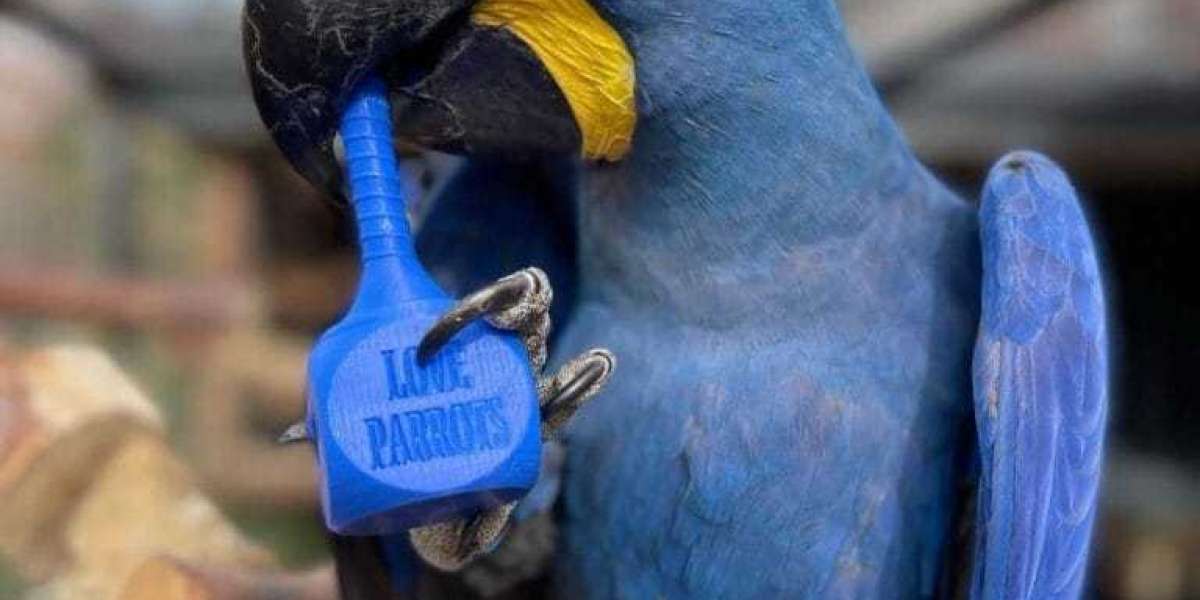 3 Ways In Which The Leia Blue Macaw And Red Macaw Will Influence Your Life