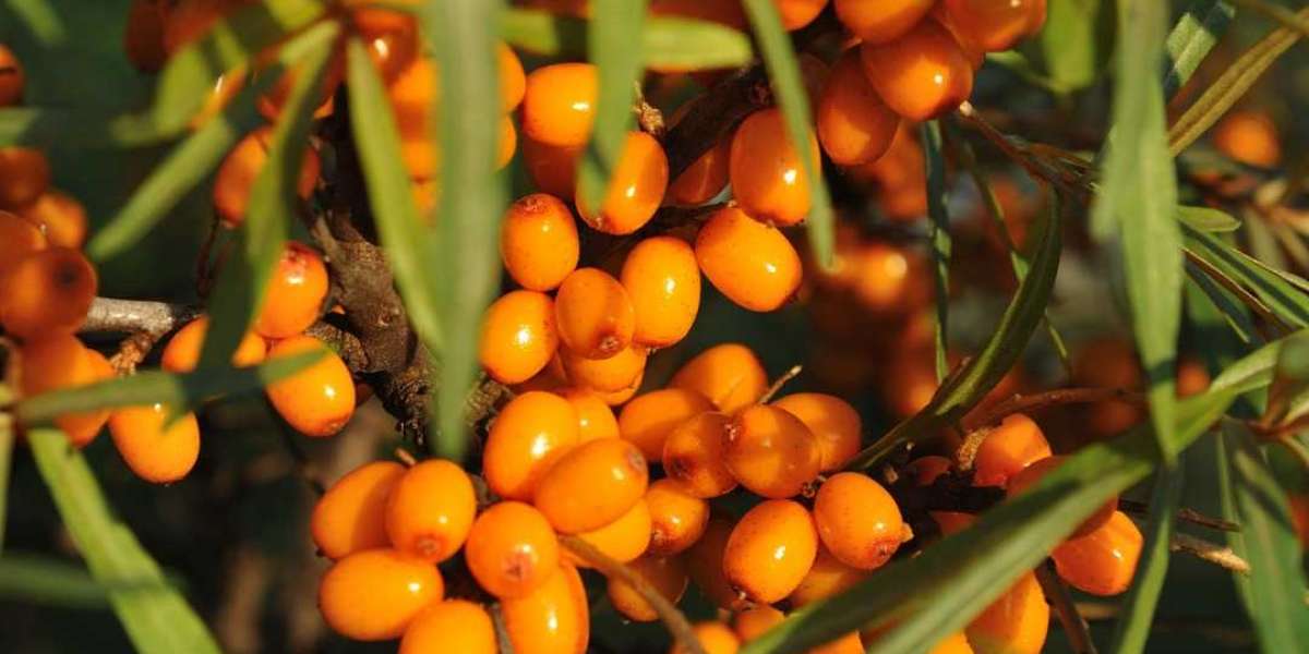 Sea Buckthorn for Skin & Hair: An Ayurvedic Approach to Beauty