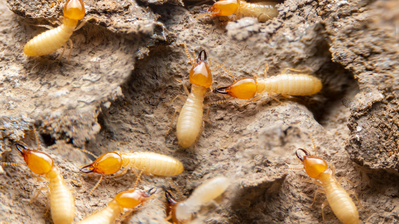 Termite Treatment Cost: What to Expect in 2025 - Pen What Matters