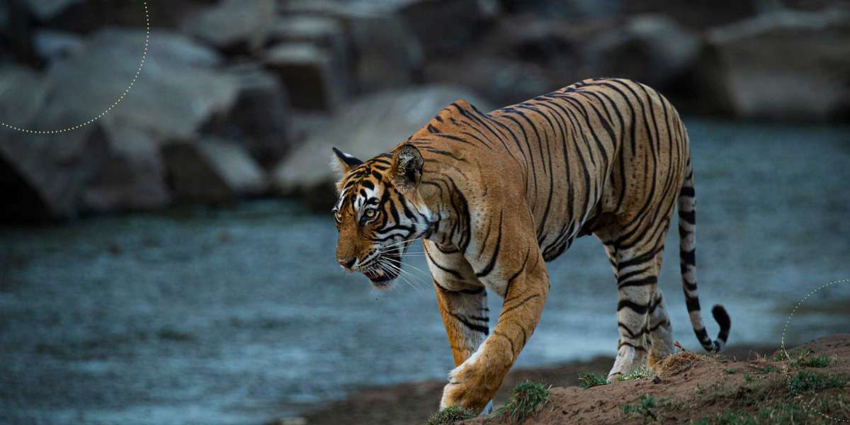 Big Cats of India Tour