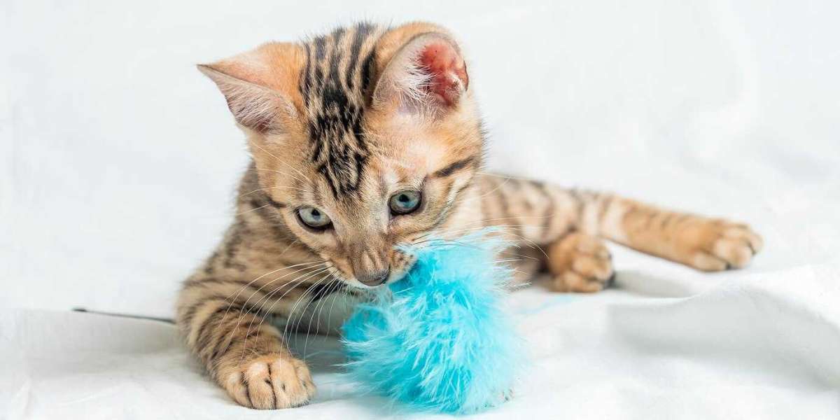 Cat Hairball: Causes, Prevention, and Solutions for a Healthier Feline